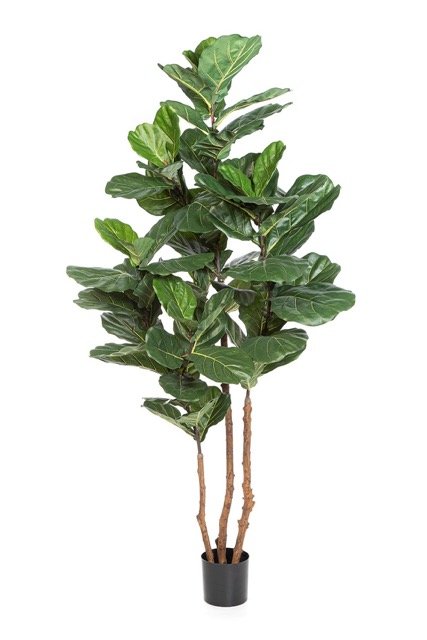 56907N-iskusstvennyj-ficus-elastica-nitida-kauchukonosnyj-220-cm
